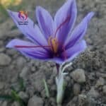 Rayan Saffron flower